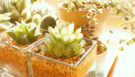 窓辺の植物
